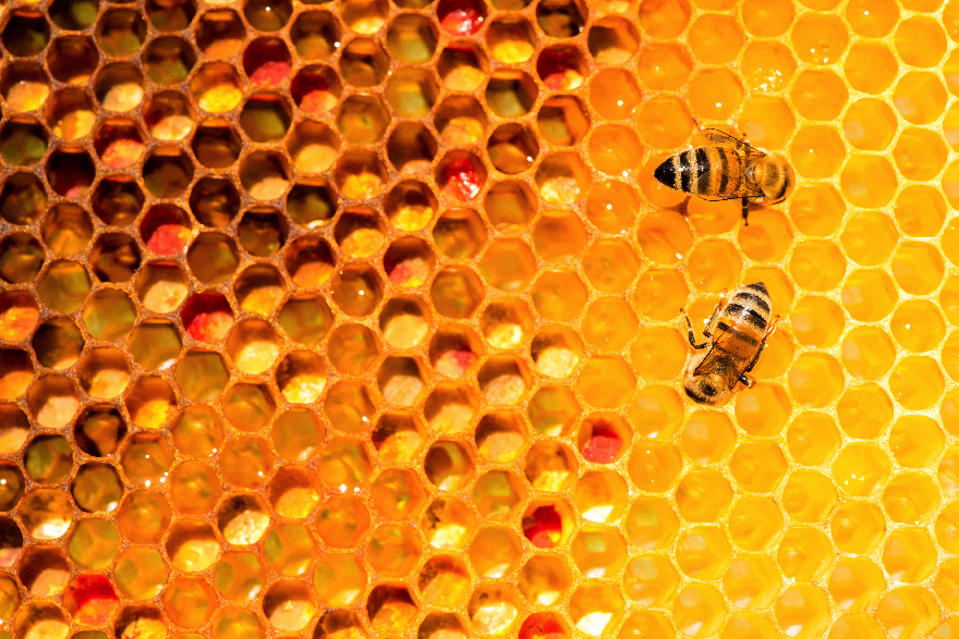 Honey Health Benefits