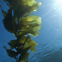 Sea Kelp benefits - origin